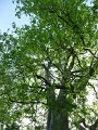 Our shade tree (2)